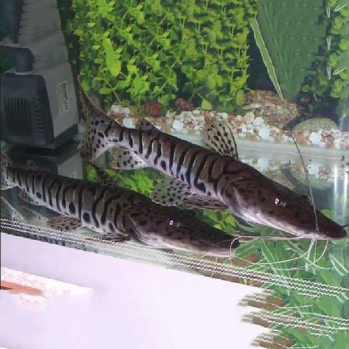 鴨嘴鯊魚的價格是多少?,鴨嘴鯊魚價格因地區和市場而異,每公斤100美元之間 龍魚百科 第6張 鴨嘴鯊魚的價格是多少?,鴨嘴鯊魚價格因地區和市場而異,每公斤100美元之間 鴨嘴鯊魚的價格是多少?,鴨嘴鯊魚價格因地區和市場而異,每公斤100美元之間 龍魚百科 第6張