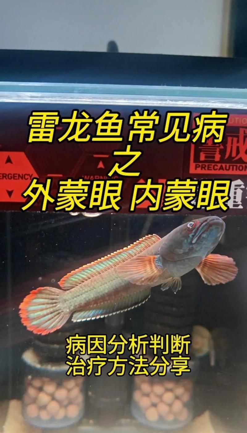 雷龍魚蒙眼病如何治療