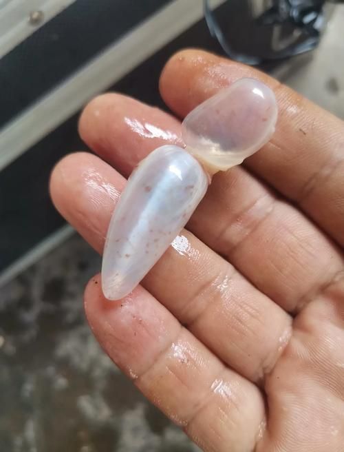 如何判斷元寶鯽是否健康?,arxiv論文助手判斷元寶鯽是否健康 龍魚百科 第1張 如何判斷元寶鯽是否健康?,arxiv論文助手判斷元寶鯽是否健康 如何判斷元寶鯽是否健康?,arxiv論文助手判斷元寶鯽是否健康 龍魚百科 第1張