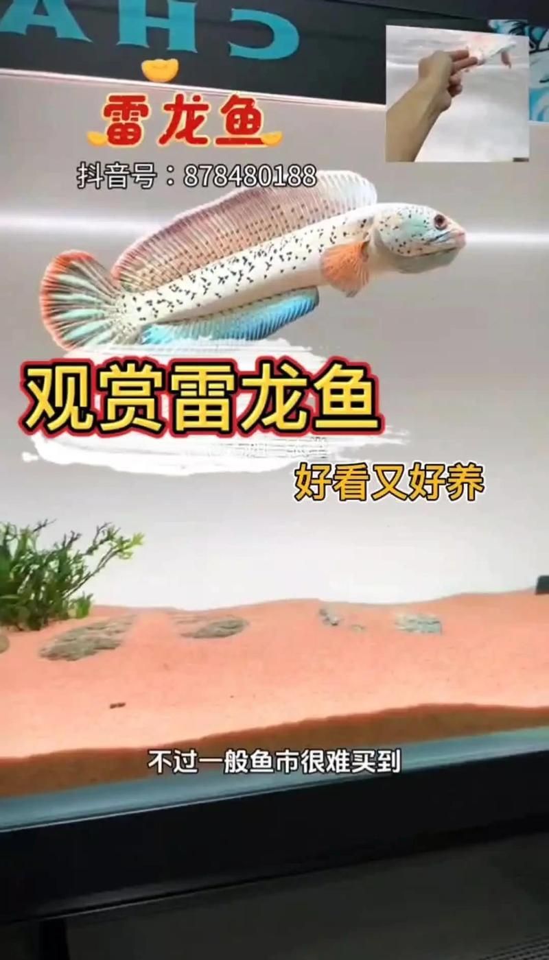 冷水雷龍魚哪個品種最受歡迎？，冷水雷龍魚哪個品種最受歡迎