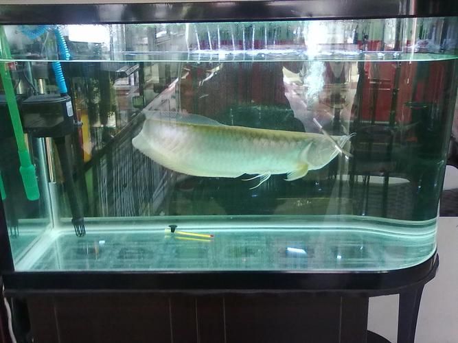 給我推薦一些健康的銀龍魚，如何選擇一條健康的銀龍魚 給我推薦一些健康的銀龍魚，如何選擇一條健康的銀龍魚 龍魚百科 第17張
