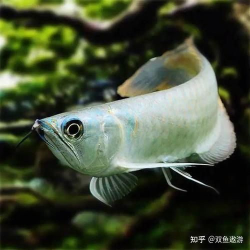 給我推薦一些健康的銀龍魚，如何選擇一條健康的銀龍魚 給我推薦一些健康的銀龍魚，如何選擇一條健康的銀龍魚 龍魚百科 第9張