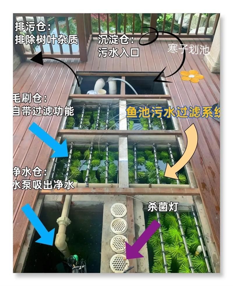 錦鯉寄生蟲感染如何預(yù)防，錦鯉寄生蟲感染如何預(yù)防用戶要求詳解1000字和配圖 錦鯉寄生蟲感染如何預(yù)防，錦鯉寄生蟲感染如何預(yù)防用戶要求詳解1000字和配圖 龍魚百科 第10張