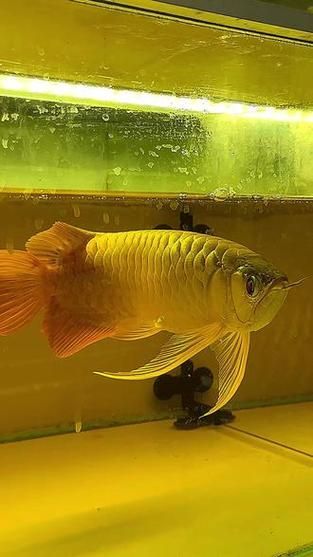 如何區分大湖紅龍的品質，大湖紅龍如何鑒別 如何區分大湖紅龍的品質，大湖紅龍如何鑒別 龍魚百科 第4張