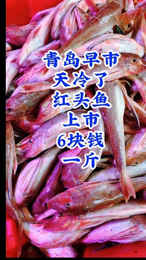 紅頭利魚的價格是多少？，紅頭利魚價格是多少紅頭利魚的價格是多少紅頭利魚的價格是多少