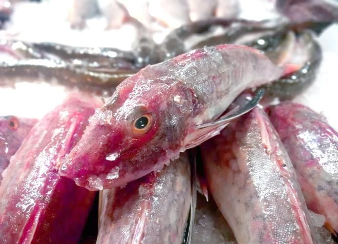 紅頭利魚的價格是多少？，紅頭利魚價格是多少紅頭利魚的價格是多少紅頭利魚的價格是多少