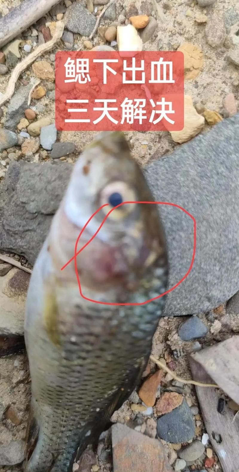 如何判斷魚鰭發紅充血的原因，如何判斷魚鰭發紅充血