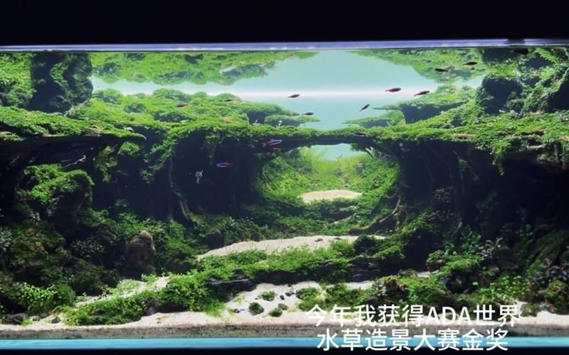 2圖片5張21水族展會有哪些亮點(diǎn)？，2023年水族展會有哪些亮點(diǎn)？ 2圖片5張21水族展會有哪些亮點(diǎn)？，2023年水族展會有哪些亮點(diǎn)？ 龍魚百科 第5張