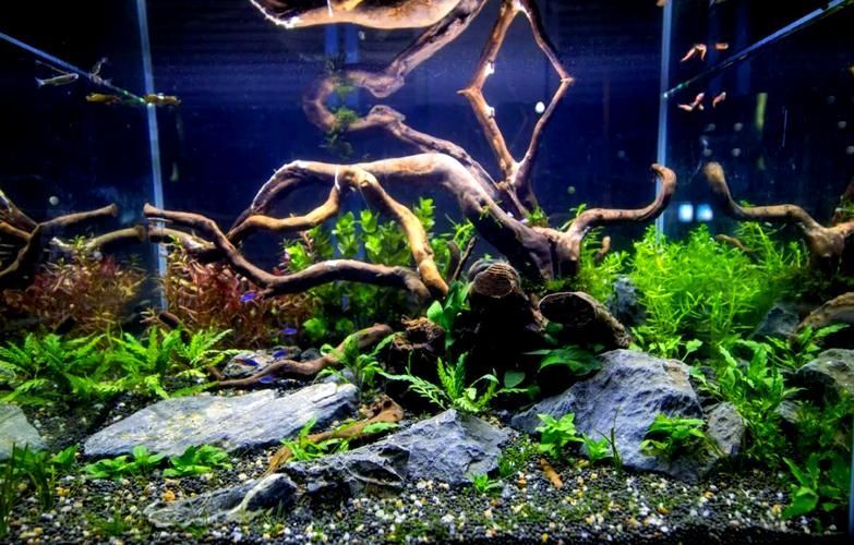 2圖片5張21水族展會有哪些亮點(diǎn)？，2023年水族展會有哪些亮點(diǎn)？ 2圖片5張21水族展會有哪些亮點(diǎn)？，2023年水族展會有哪些亮點(diǎn)？ 龍魚百科 第4張