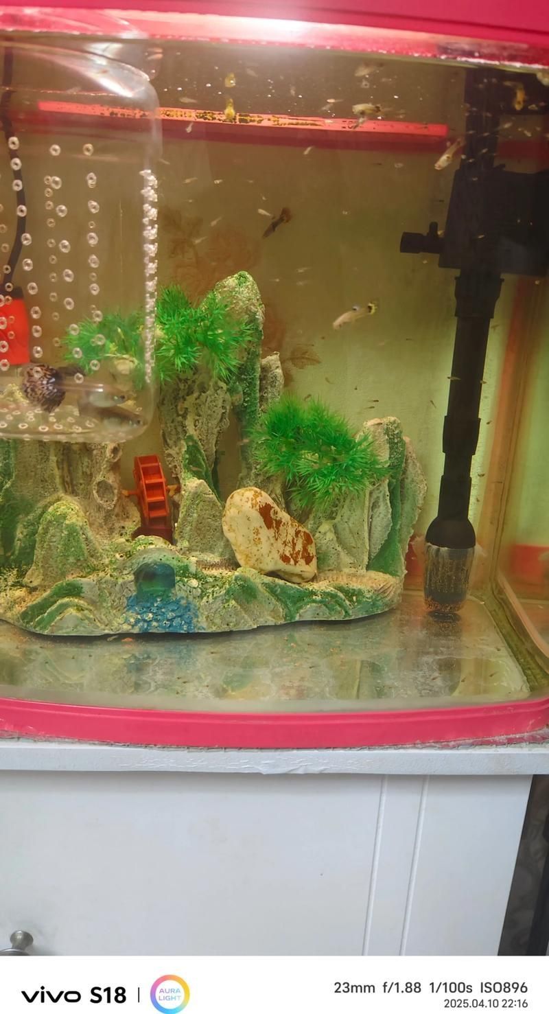 2圖片5張21水族展會有哪些亮點(diǎn)？，2023年水族展會有哪些亮點(diǎn)？ 2圖片5張21水族展會有哪些亮點(diǎn)？，2023年水族展會有哪些亮點(diǎn)？ 龍魚百科 第3張