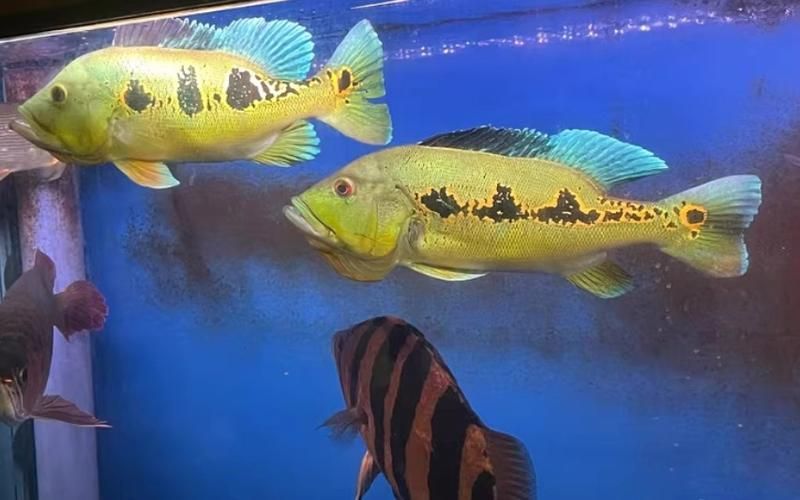 如何挑選藍帆三間魚？，如何挑選一條優質的藍帆三間魚