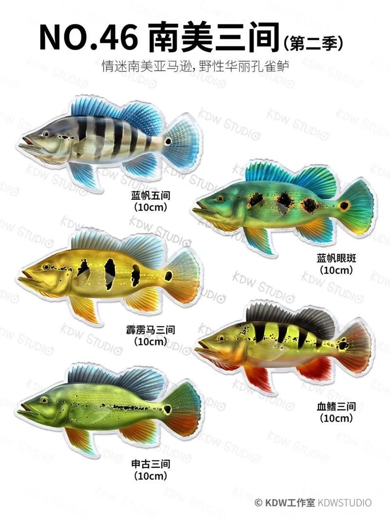 如何挑選藍(lán)帆三間魚？，如何挑選一條優(yōu)質(zhì)的藍(lán)帆三間魚