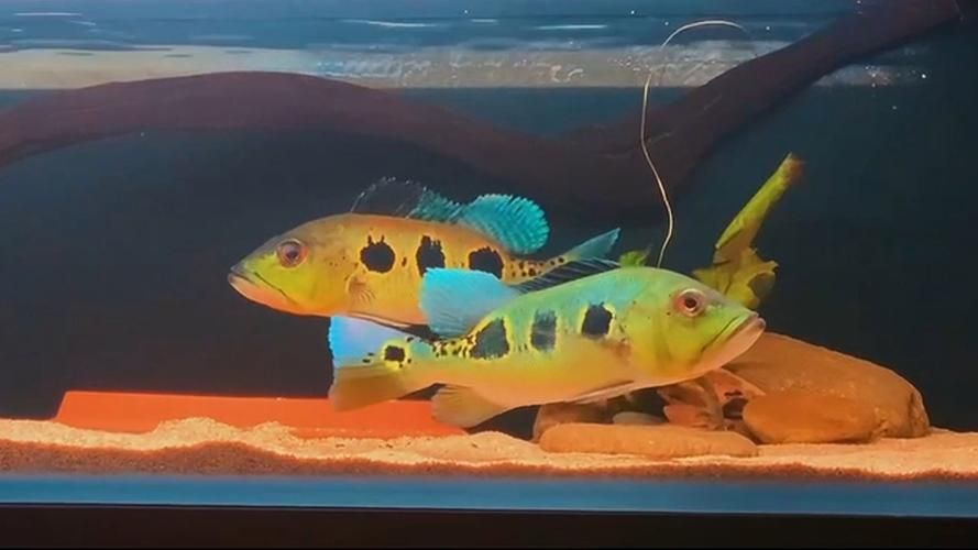 如何挑選藍帆三間魚？，如何挑選一條優質的藍帆三間魚