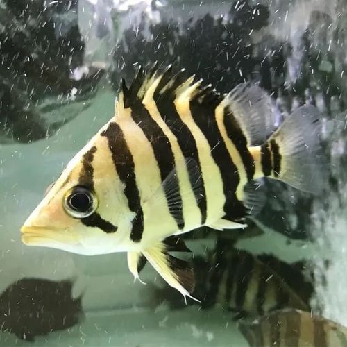 印尼四紋虎的市場價格是多少？，印尼四紋虎市場價格是多少印尼四紋虎市場價格是多少