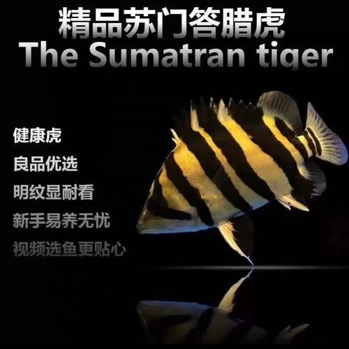印尼四紋虎的市場價格是多少？，印尼四紋虎市場價格是多少印尼四紋虎市場價格是多少