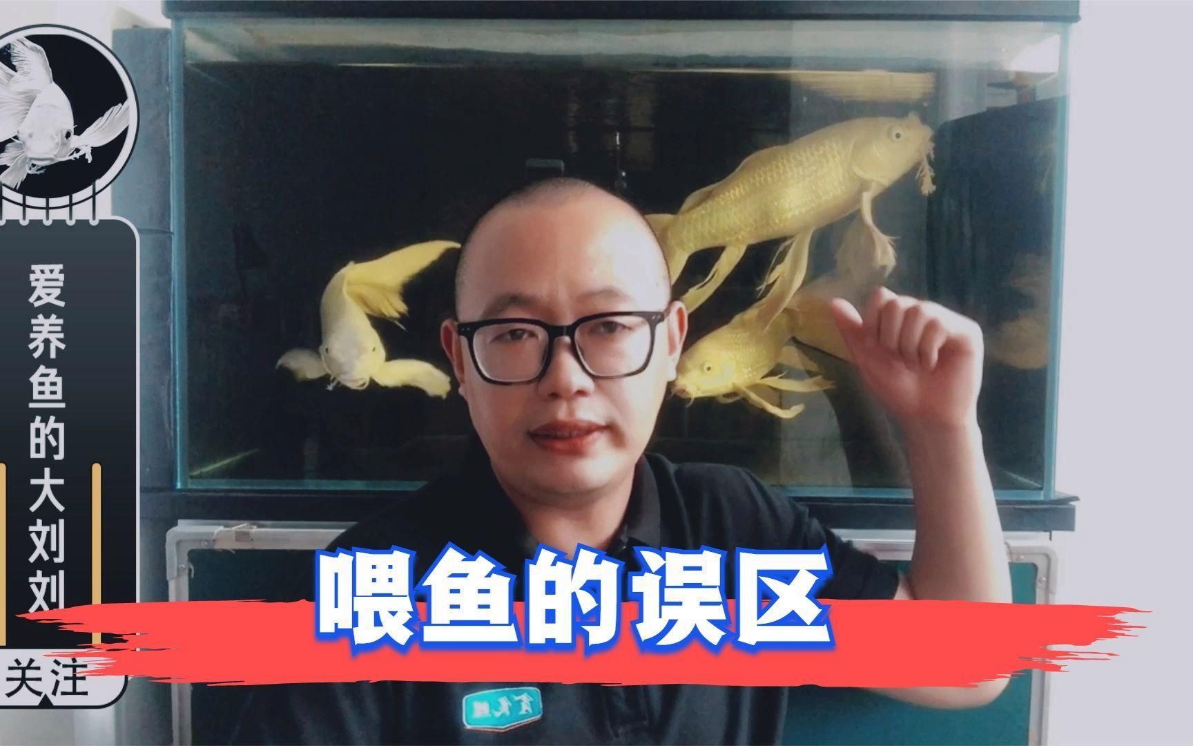 金魚多久喂一次合適？，金魚多久喂一次合適