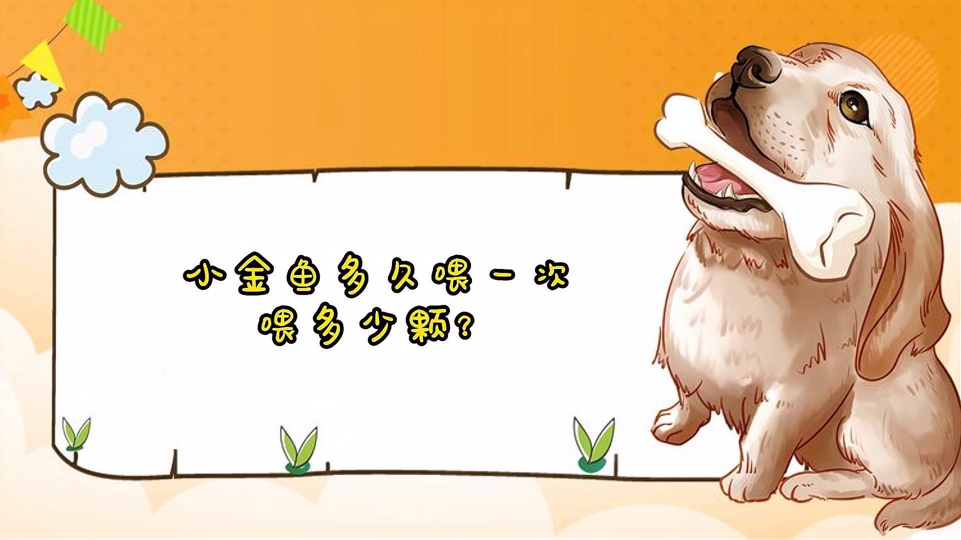 金魚多久喂一次合適？，金魚多久喂一次合適