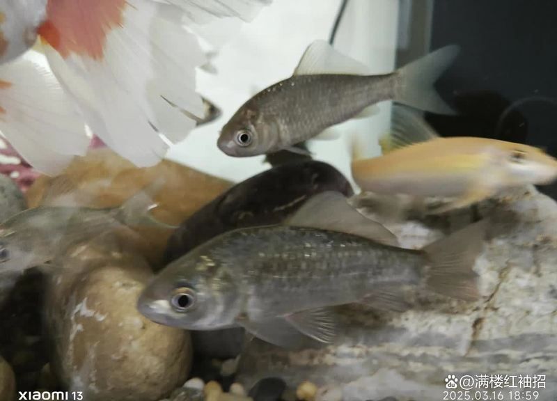 觀賞魚飼養成本大概是多少，養觀賞魚成本大概是多少