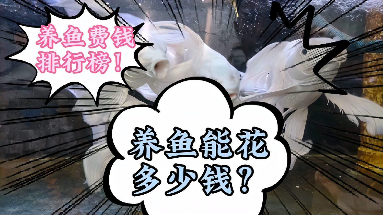 觀賞魚飼養成本大概是多少，養觀賞魚成本大概是多少