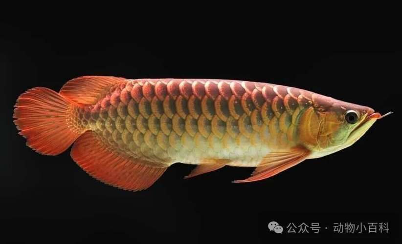 最貴龍魚的市場價格波動大嗎？
