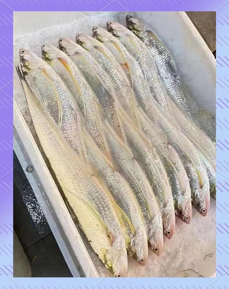刀魚(yú)有哪些營(yíng)養(yǎng)價(jià)值？，刀魚(yú)的營(yíng)養(yǎng)價(jià)值與健康益處全解析