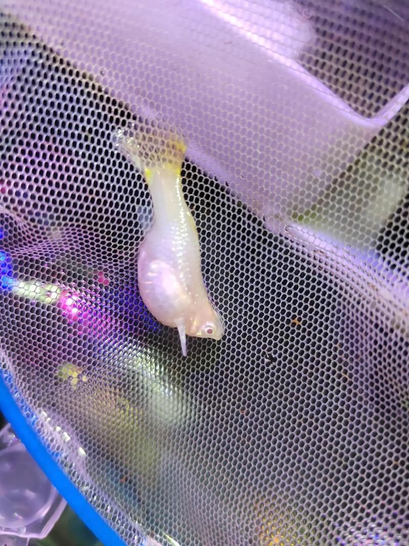 如何判斷魚(yú)是否患有腹水，如何判斷魚(yú)是否患有腹水是否患有腹水，如何判斷魚(yú)是否患有腹水 如何判斷魚(yú)是否患有腹水，如何判斷魚(yú)是否患有腹水是否患有腹水，如何判斷魚(yú)是否患有腹水 龍魚(yú)百科 第5張