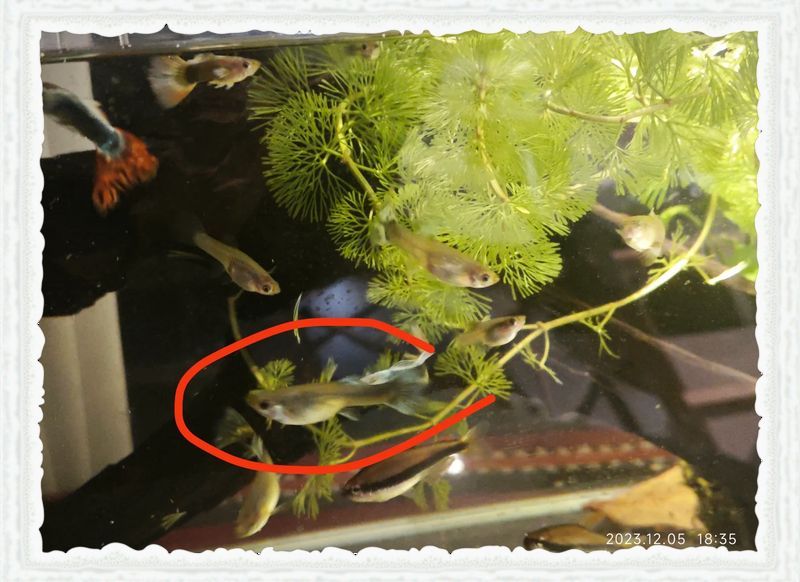 如何判斷魚(yú)是否患有腹水，如何判斷魚(yú)是否患有腹水是否患有腹水，如何判斷魚(yú)是否患有腹水 如何判斷魚(yú)是否患有腹水，如何判斷魚(yú)是否患有腹水是否患有腹水，如何判斷魚(yú)是否患有腹水 龍魚(yú)百科 第11張