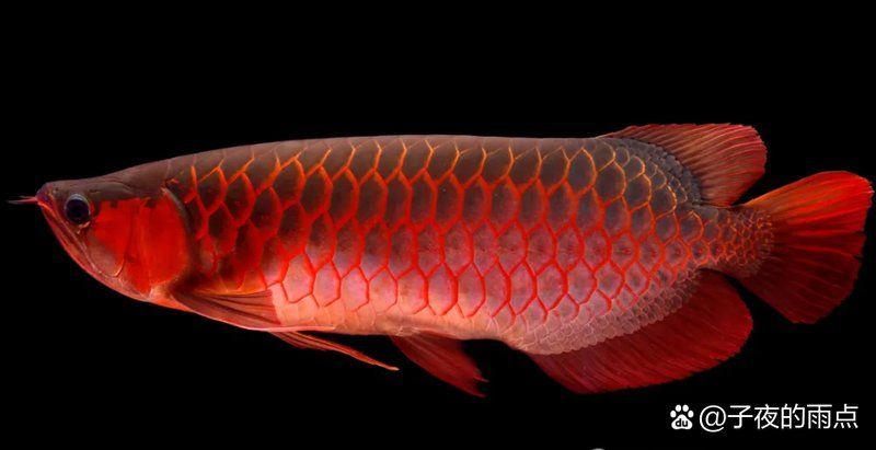 頂級龍魚有哪些品種和規格？，十款熱門龍魚大揭秘，紅龍、金龍等品種全解析
