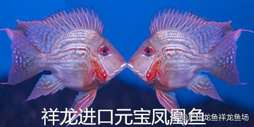 如何驗證祥龍魚場的客服身份？，如何驗證祥龍魚場 如何驗證祥龍魚場的客服身份？，如何驗證祥龍魚場 龍魚百科 第2張