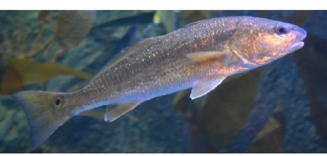 眼斑魚有哪些種類 眼斑魚有哪些種類 龍魚百科 第1張