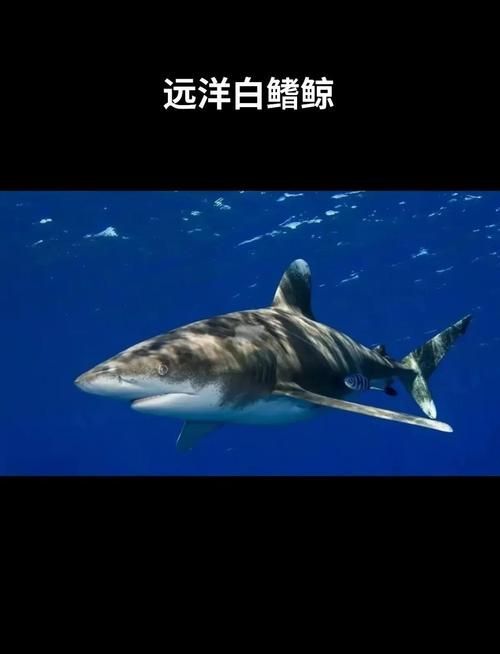 如何區(qū)分白子球鯊的品種？，“白子球鯊”并非標準學名如何區(qū)分白子球鯊的品種