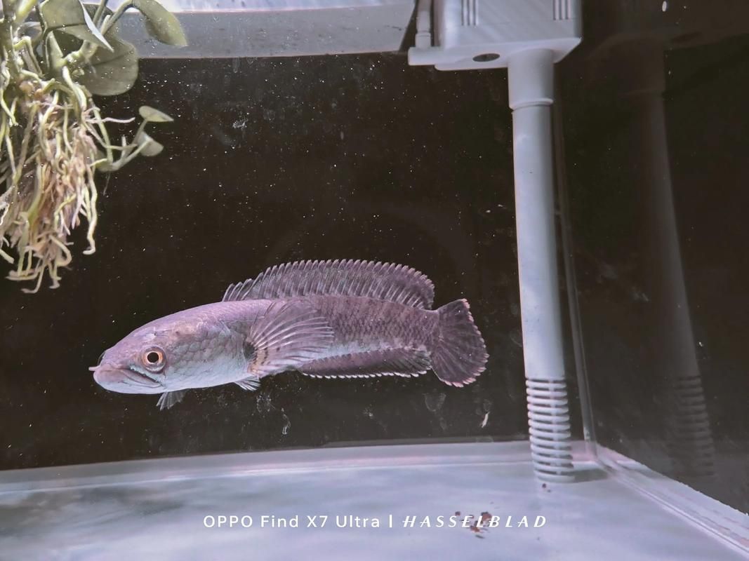 如何辨別黃金夢幻雷龍魚的品相？，如何辨別黃金夢幻雷龍魚 如何辨別黃金夢幻雷龍魚的品相？，如何辨別黃金夢幻雷龍魚 龍魚百科 第2張