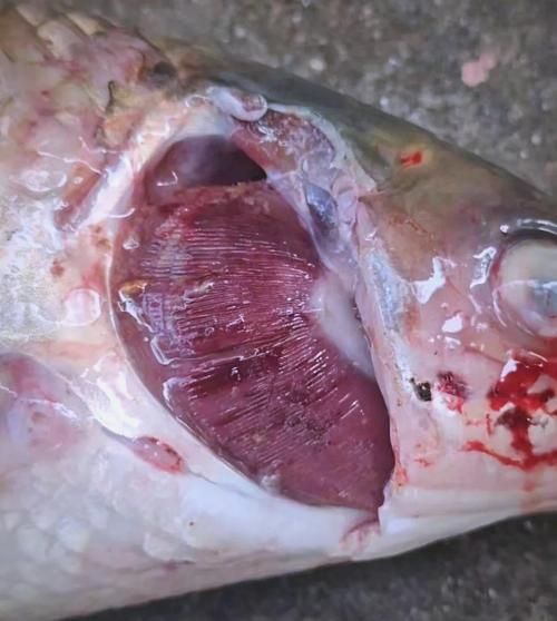 能提供更多爛鰓病的圖片嗎，**，爛鰓病是一種常見的魚類疾病 能提供更多爛鰓病的圖片嗎，**，爛鰓病是一種常見的魚類疾病 龍魚百科 第4張