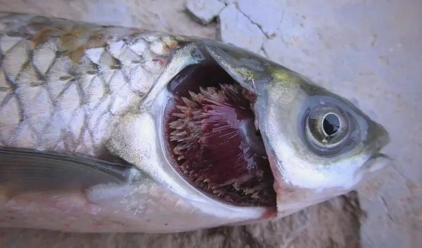 能提供更多爛鰓病的圖片嗎，**，爛鰓病是一種常見的魚類疾病 能提供更多爛鰓病的圖片嗎，**，爛鰓病是一種常見的魚類疾病 龍魚百科 第7張