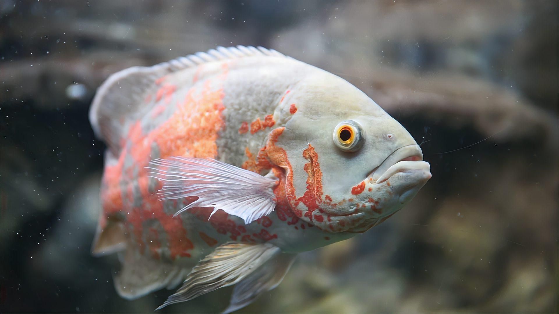 還有哪些地圖魚品種，地圖魚有哪些品種？ 還有哪些地圖魚品種，地圖魚有哪些品種？ 龍魚百科 第1張