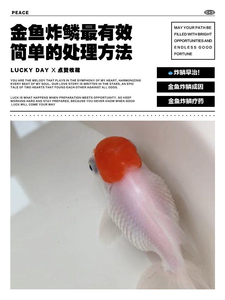 金魚立鱗病能活多久，印尼紅龍魚漁場(chǎng)金魚立鱗病能活多久 金魚立鱗病能活多久，印尼紅龍魚漁場(chǎng)金魚立鱗病能活多久 龍魚百科 第2張