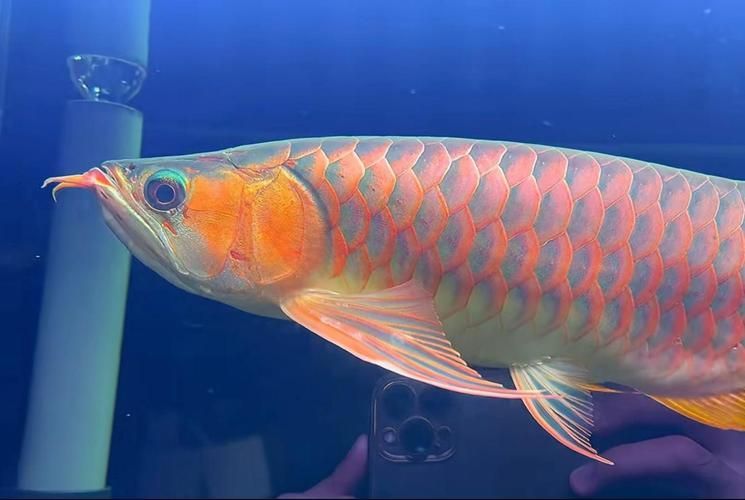 給我一些辨別鳳凰紅龍魚真偽的圖片，鳳凰紅龍魚的真偽鑒別方法：鳳凰紅龍魚的真偽鑒別方法 給我一些辨別鳳凰紅龍魚真偽的圖片，鳳凰紅龍魚的真偽鑒別方法：鳳凰紅龍魚的真偽鑒別方法 龍魚百科 第6張