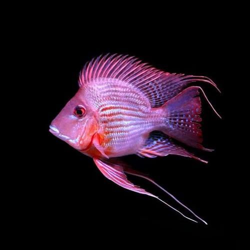 給我一些辨別鳳凰紅龍魚真偽的圖片，鳳凰紅龍魚的真偽鑒別方法：鳳凰紅龍魚的真偽鑒別方法 給我一些辨別鳳凰紅龍魚真偽的圖片，鳳凰紅龍魚的真偽鑒別方法：鳳凰紅龍魚的真偽鑒別方法 龍魚百科 第5張