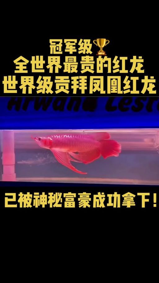 給我一些辨別鳳凰紅龍魚真偽的圖片，鳳凰紅龍魚的真偽鑒別方法：鳳凰紅龍魚的真偽鑒別方法 給我一些辨別鳳凰紅龍魚真偽的圖片，鳳凰紅龍魚的真偽鑒別方法：鳳凰紅龍魚的真偽鑒別方法 龍魚百科 第4張