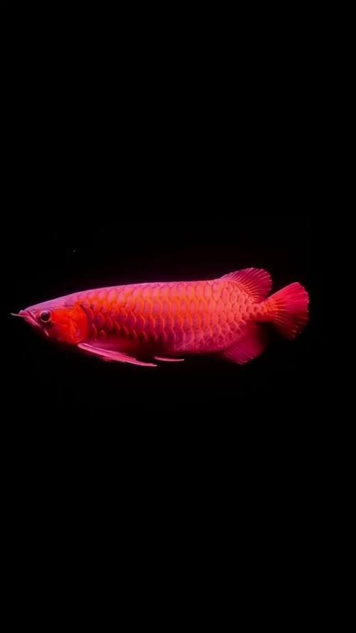 有哪些適合龍魚的高清壁紙，龍魚高清壁紙下載資源清單 有哪些適合龍魚的高清壁紙，龍魚高清壁紙下載資源清單 龍魚百科 第3張