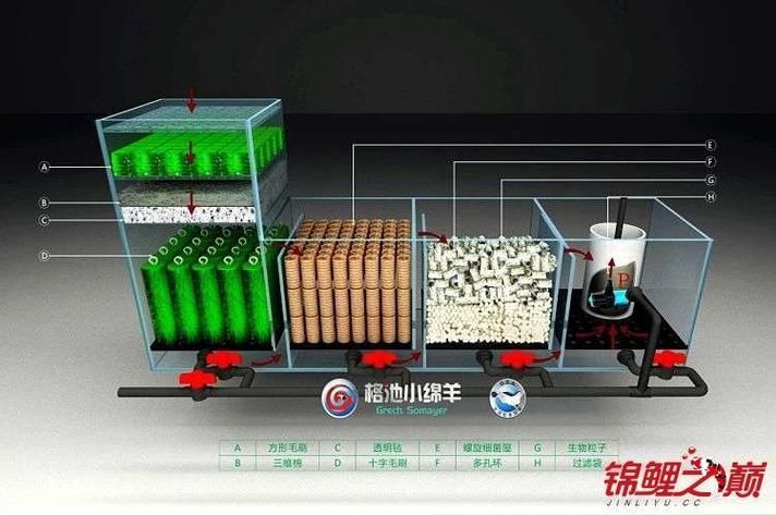 龍魚魚缸的最佳過濾系統(tǒng)是什么？，龍魚魚缸最佳過濾系統(tǒng) 龍魚魚缸的最佳過濾系統(tǒng)是什么？，龍魚魚缸最佳過濾系統(tǒng) 龍魚百科 第6張
