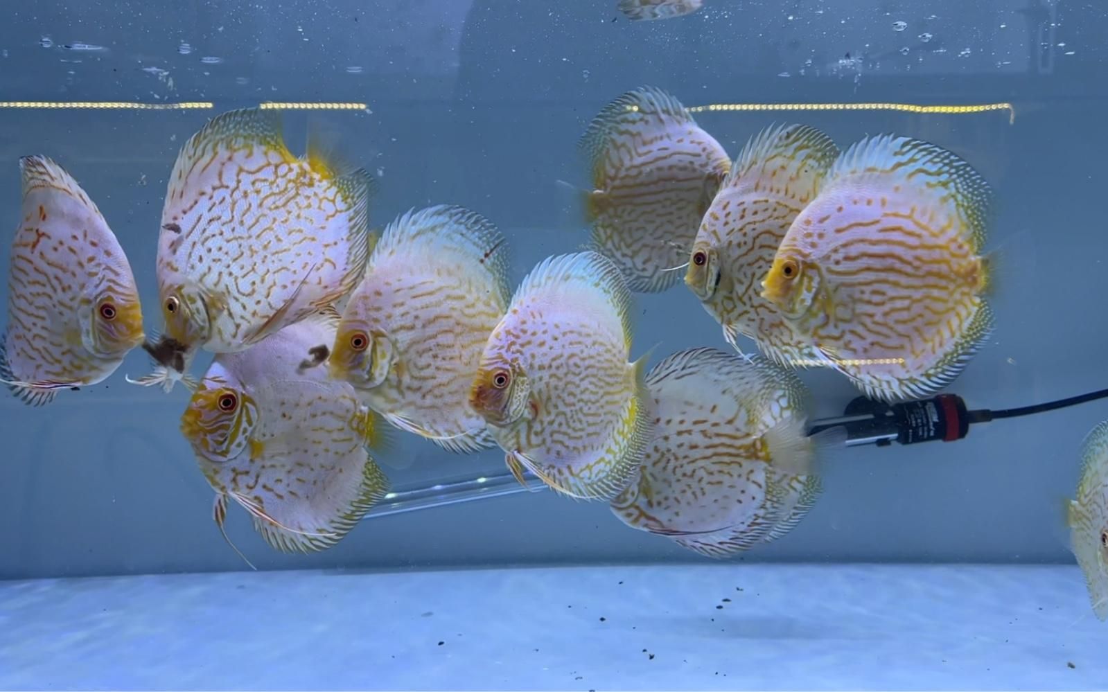 七彩龍魚和銀龍魚哪個壽命更長？