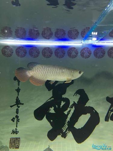 如何判斷紅龍魚芯片證書的真?zhèn)危绾闻袛嗉t龍魚芯片證書的真?zhèn)闻袛鄼?quán)威指南 如何判斷紅龍魚芯片證書的真?zhèn)危绾闻袛嗉t龍魚芯片證書的真?zhèn)闻袛鄼?quán)威指南 龍魚百科 第5張