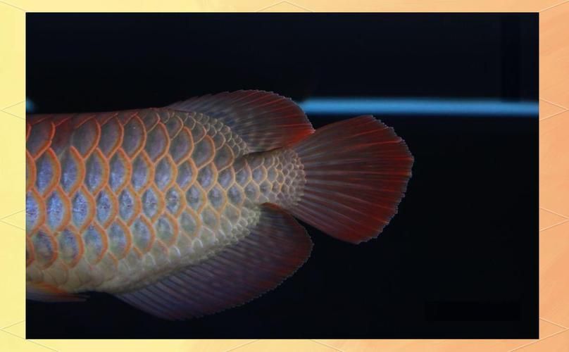如何判斷紅龍魚芯片證書的真?zhèn)危绾闻袛嗉t龍魚芯片證書的真?zhèn)闻袛鄼?quán)威指南 如何判斷紅龍魚芯片證書的真?zhèn)危绾闻袛嗉t龍魚芯片證書的真?zhèn)闻袛鄼?quán)威指南 龍魚百科 第4張