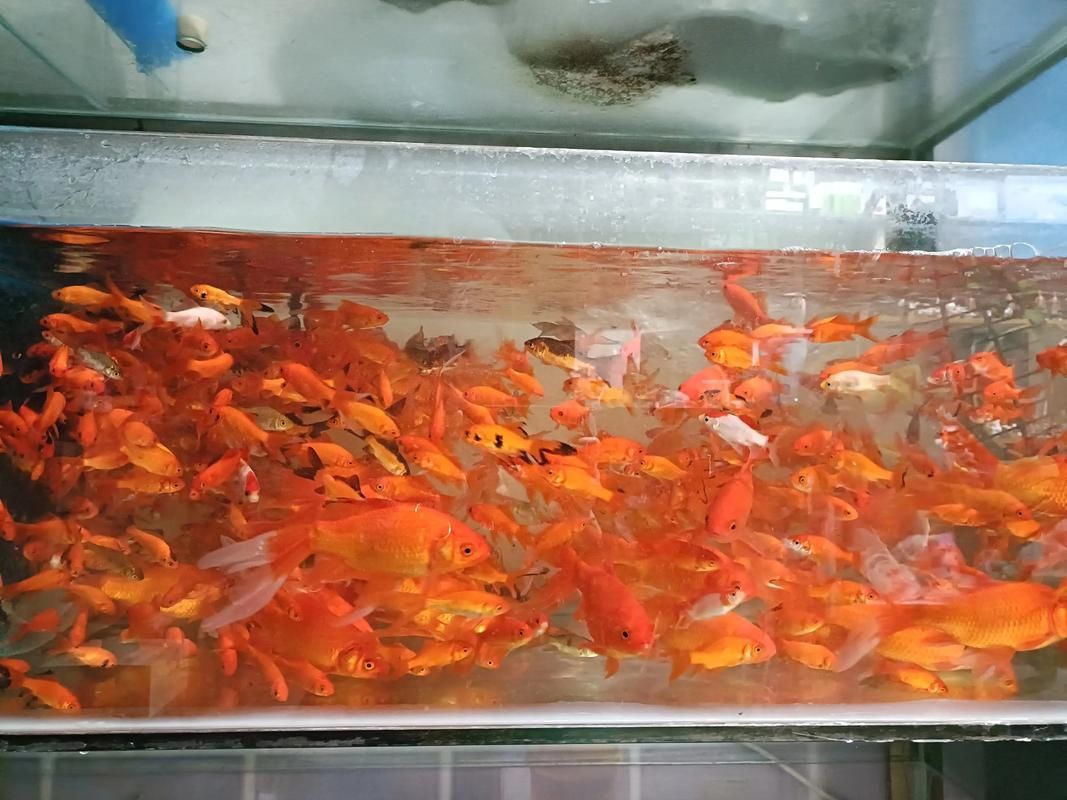 西安龍魚(yú)批發(fā)市場(chǎng)價(jià)格范圍，西安龍魚(yú)批發(fā)價(jià)格范圍 西安龍魚(yú)批發(fā)市場(chǎng)價(jià)格范圍，西安龍魚(yú)批發(fā)價(jià)格范圍 龍魚(yú)百科 第6張