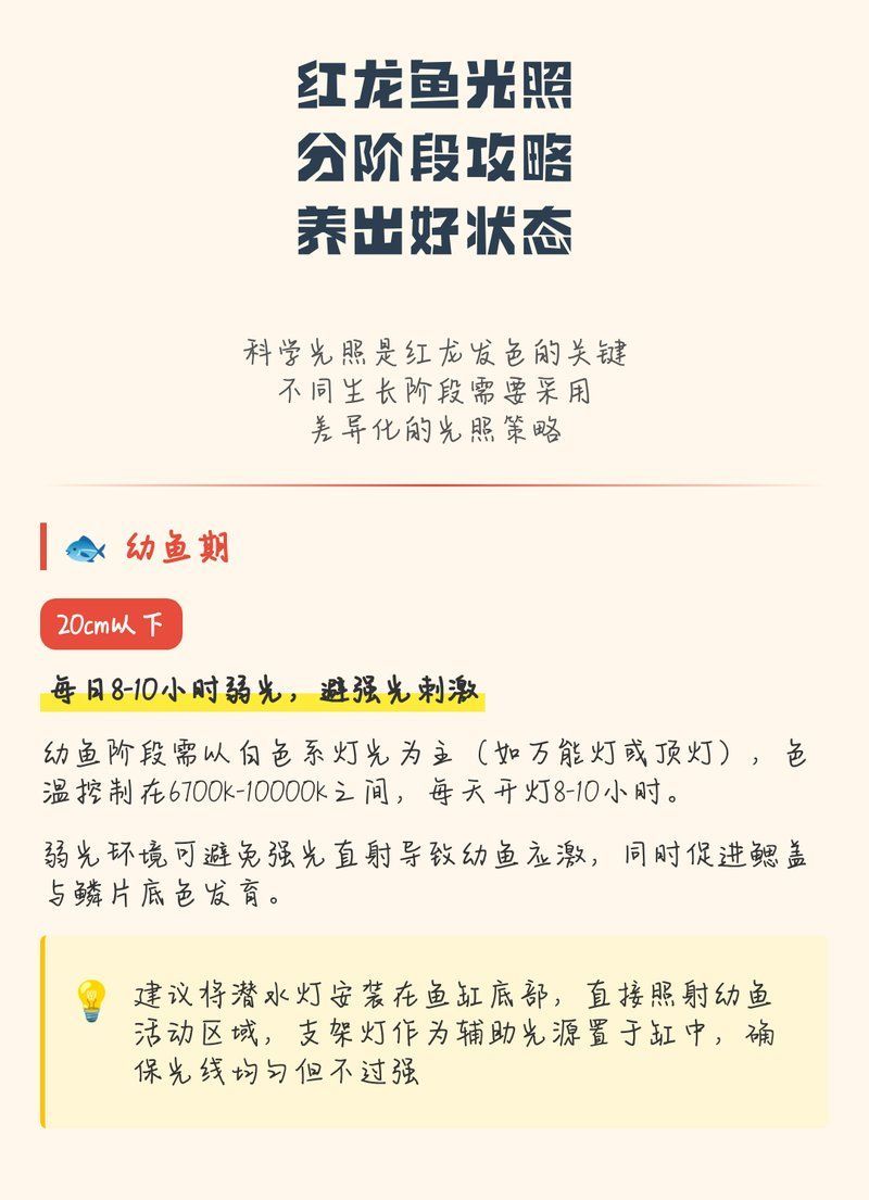 如何設置龍魚的光照周期？
