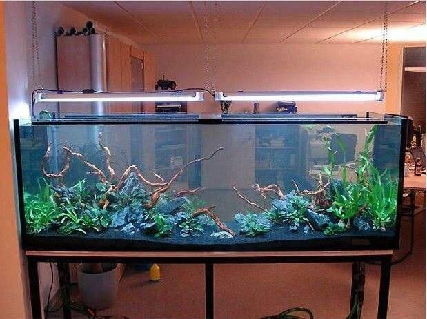 如何預防雷龍魚腹水病的發生，如何預防雷龍魚腹水病