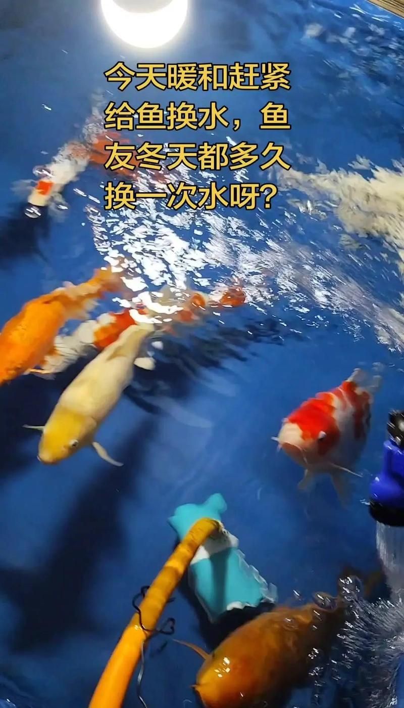如何預防雷龍魚腹水病的發生，如何預防雷龍魚腹水病