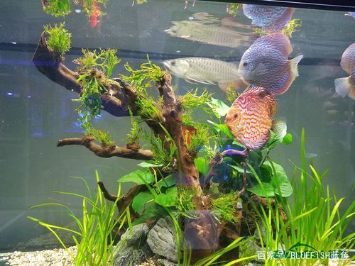 如何預防雷龍魚腹水病的發生，如何預防雷龍魚腹水病