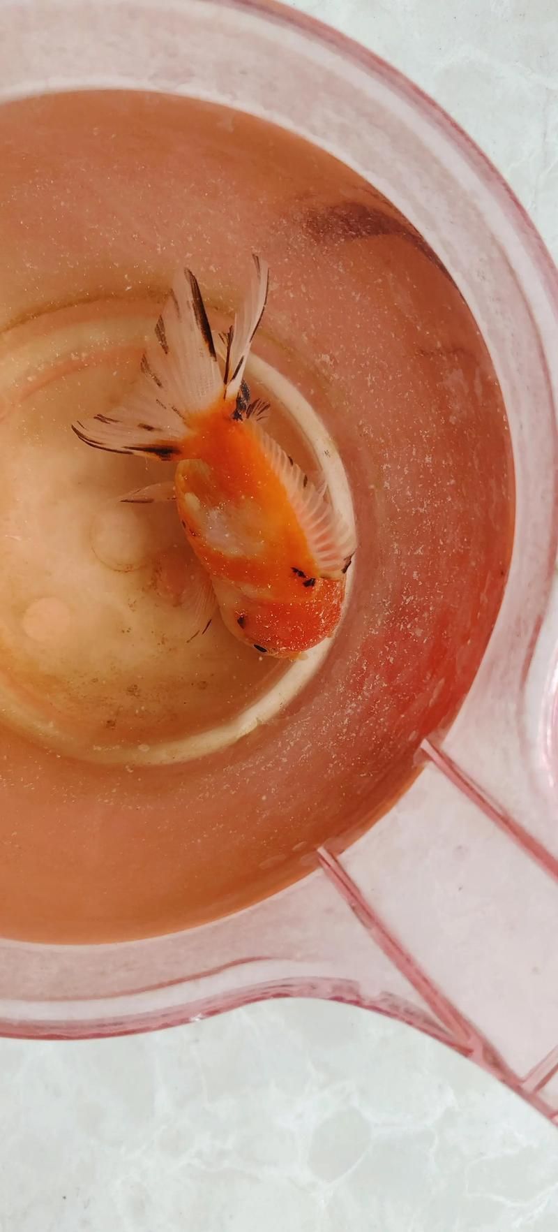 魚炸鱗病能完全治愈嗎，最“惡心”的魚病-炸鱗有救了 魚炸鱗病能完全治愈嗎，最“惡心”的魚病-炸鱗有救了 龍魚百科 第1張